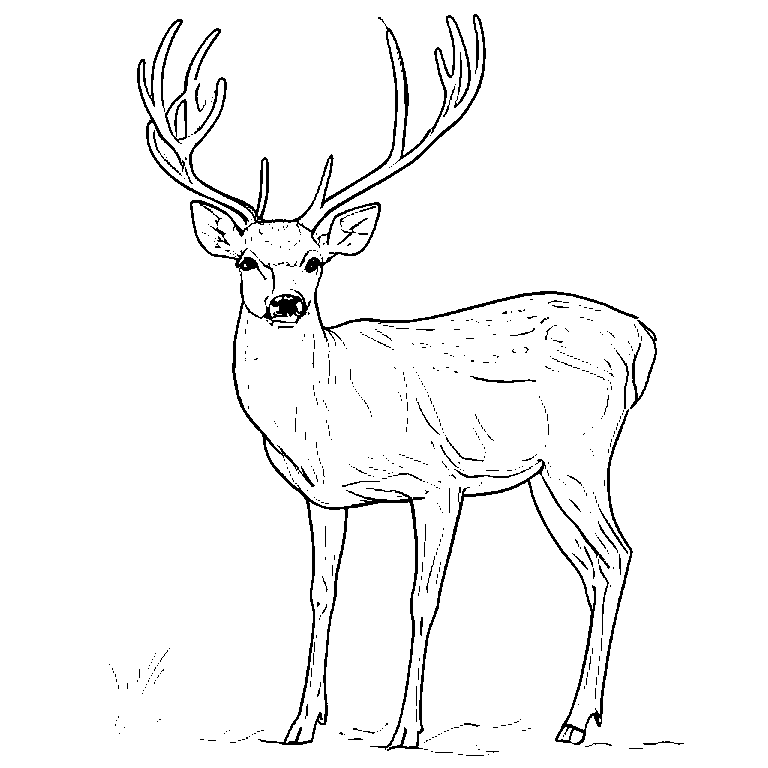 coloring_page_outline_simple_black_and_white_line_art_a_deer.png
