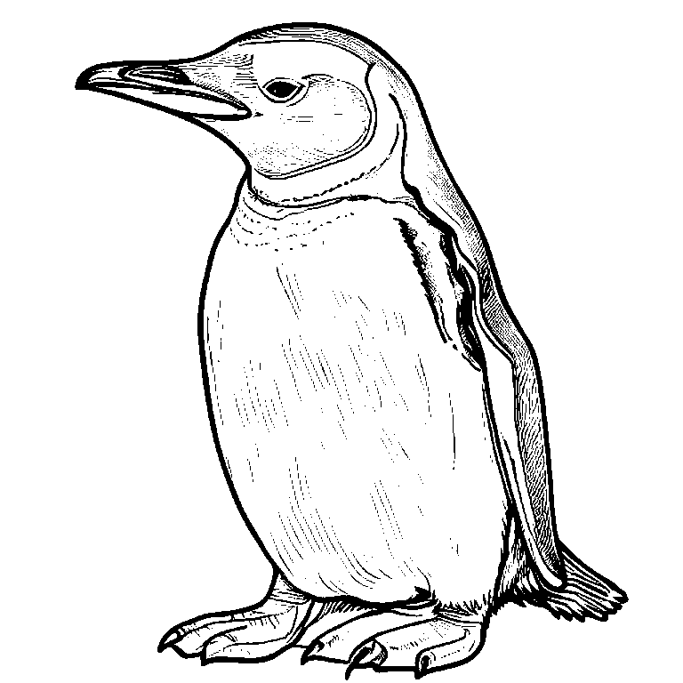 coloring_page_outline_simple_black_and_white_line_art_a_peng.png