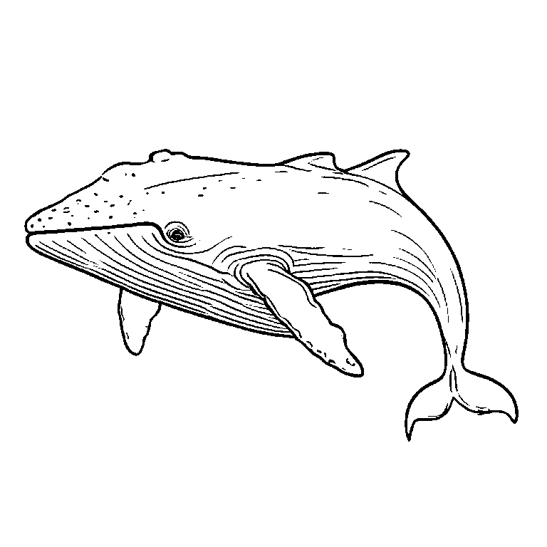 coloring_page_outline_simple_black_and_white_line_art_a_whal.png