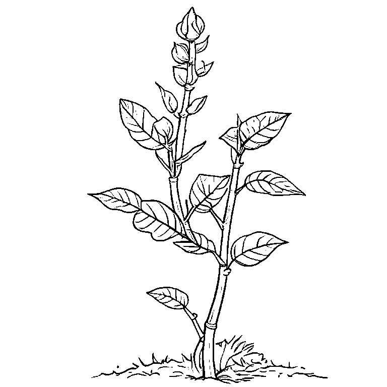 coloring_page_outline_simple_black_and_white_line_art_a_bean.png