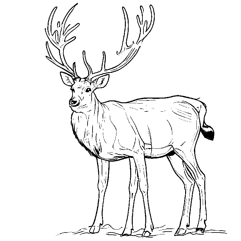 coloring_page_outline_simple_black_and_white_line_art_a_rein.png